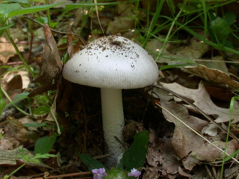 Una  Amanita.......forse mairei.